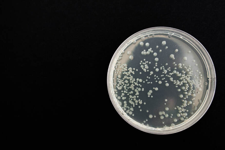 In-vitro biofilm model research